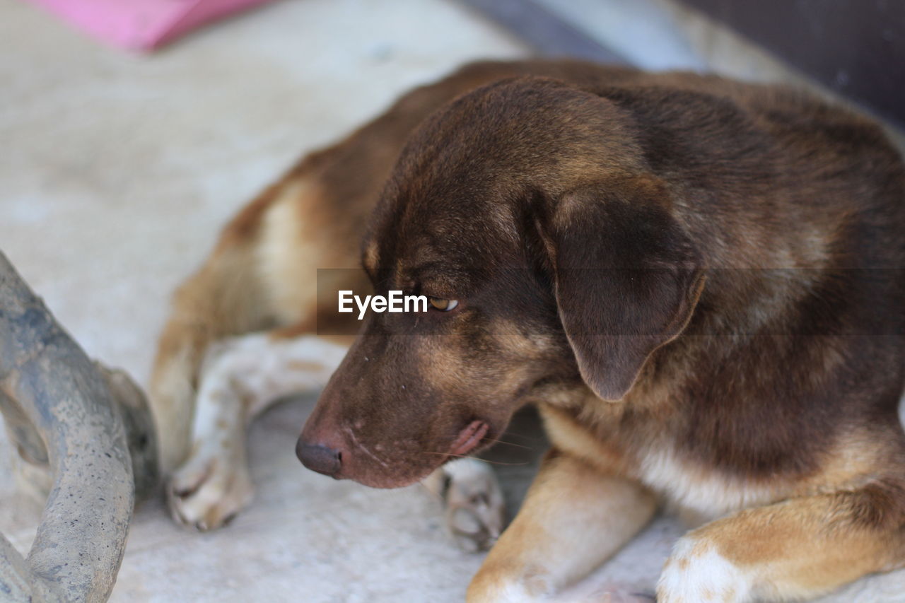 HIGH ANGLE VIEW OF DOG RESTING ON FLOOR