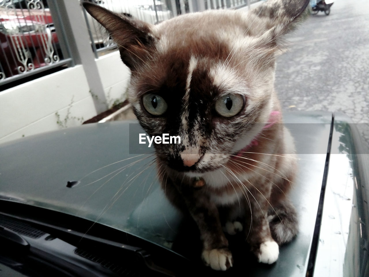 Extreme close-up of cat sitting on car bonnet