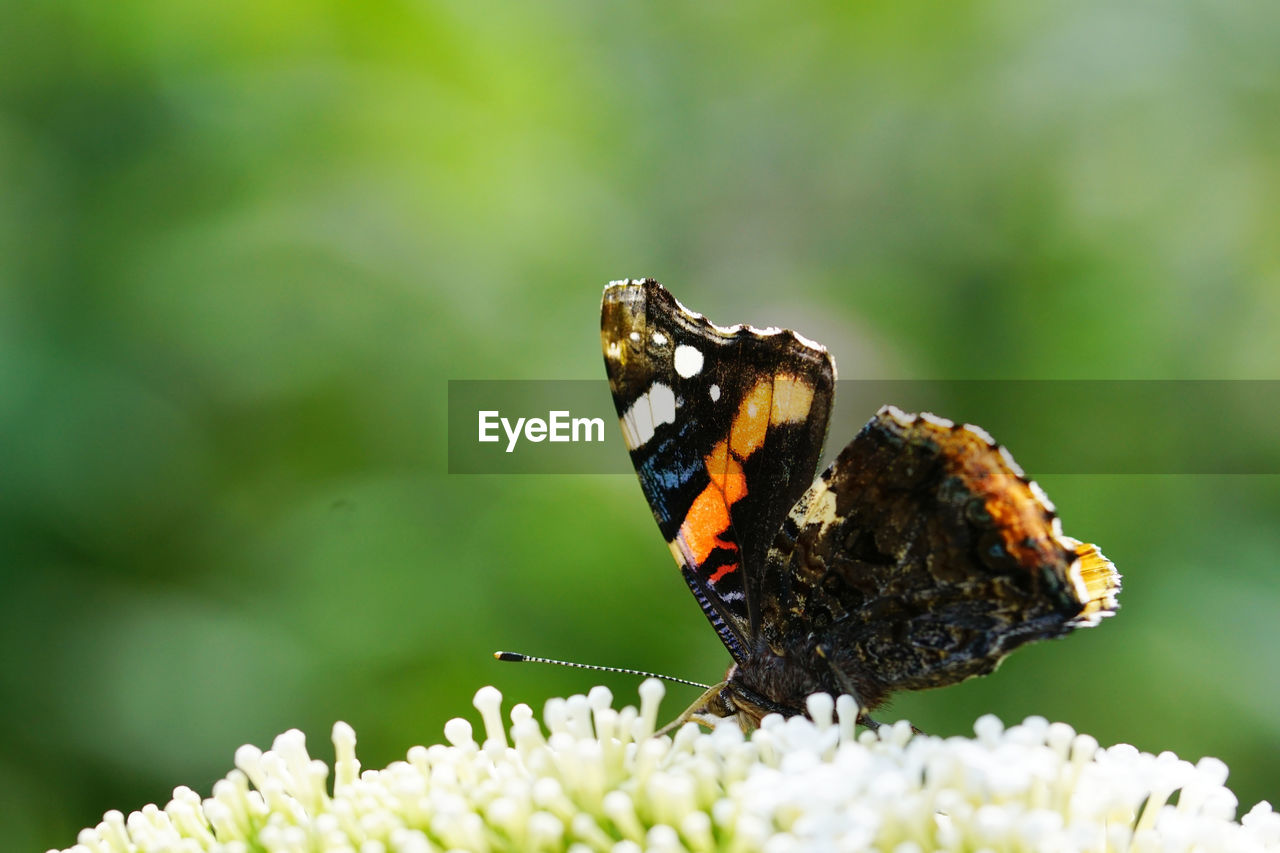 BUTTERFLY ON FLOWER