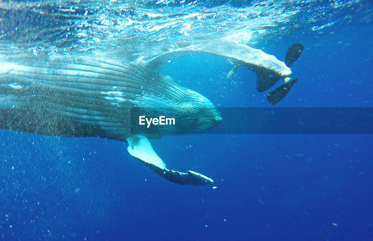 Humpback whale swimming undersea