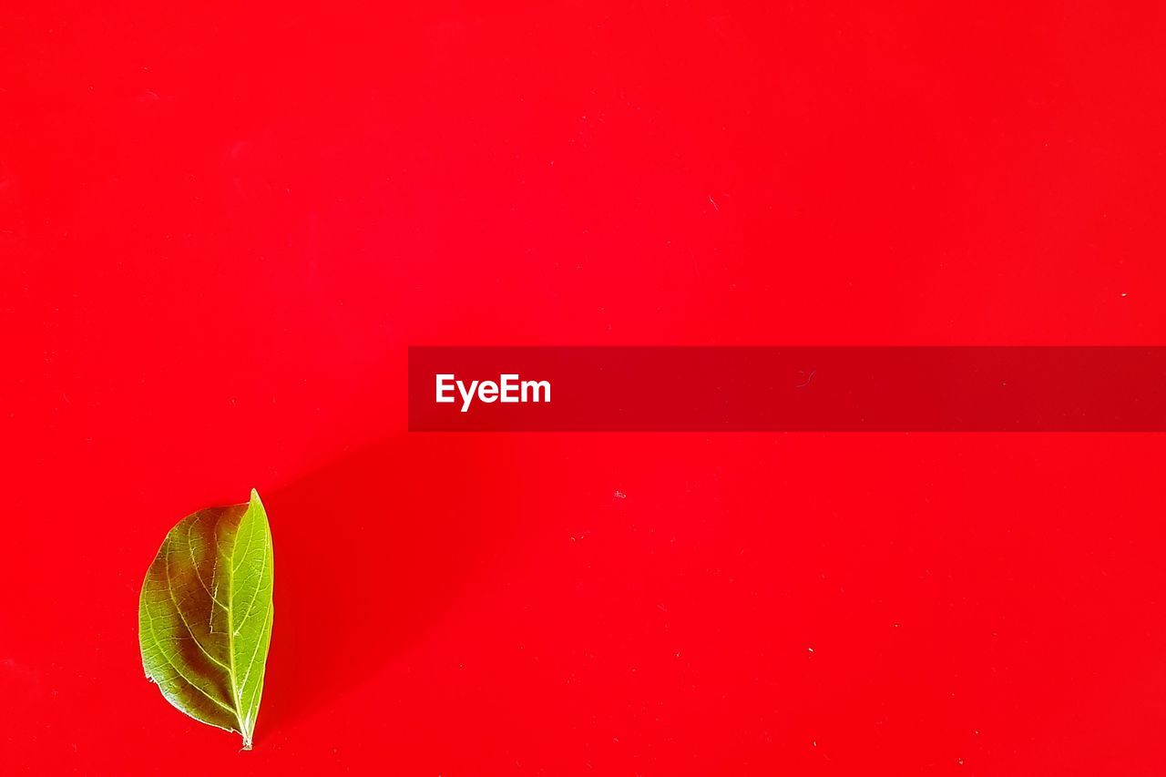 HIGH ANGLE VIEW OF RED LEAF OVER GREEN BACKGROUND