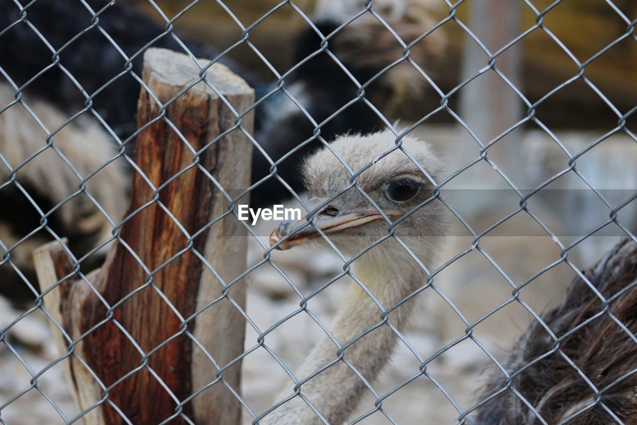 CLOSE-UP OF OWL IN CAGE