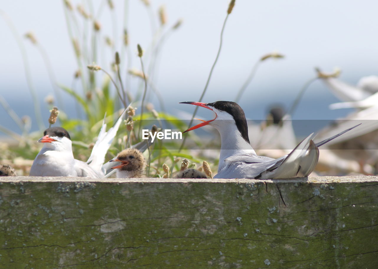 BIRD PERCHING ON A PLANT