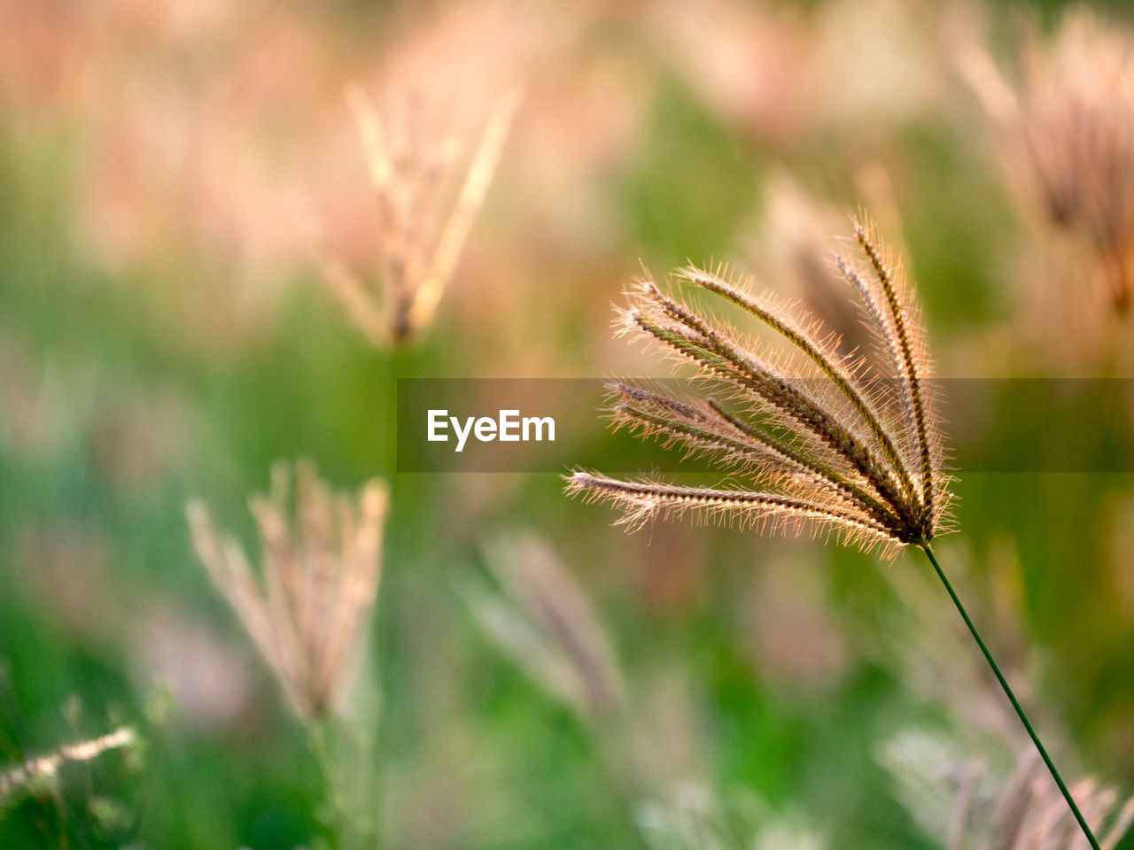 CLOSE-UP OF STALKS ON GRASS
