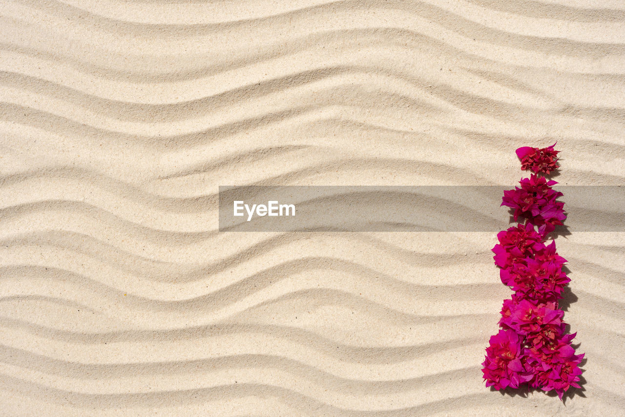 pattern, pink, plant, land, nature, no people, flower, sand, backgrounds, beauty in nature, flowering plant, full frame, close-up, textured, high angle view, outdoors
