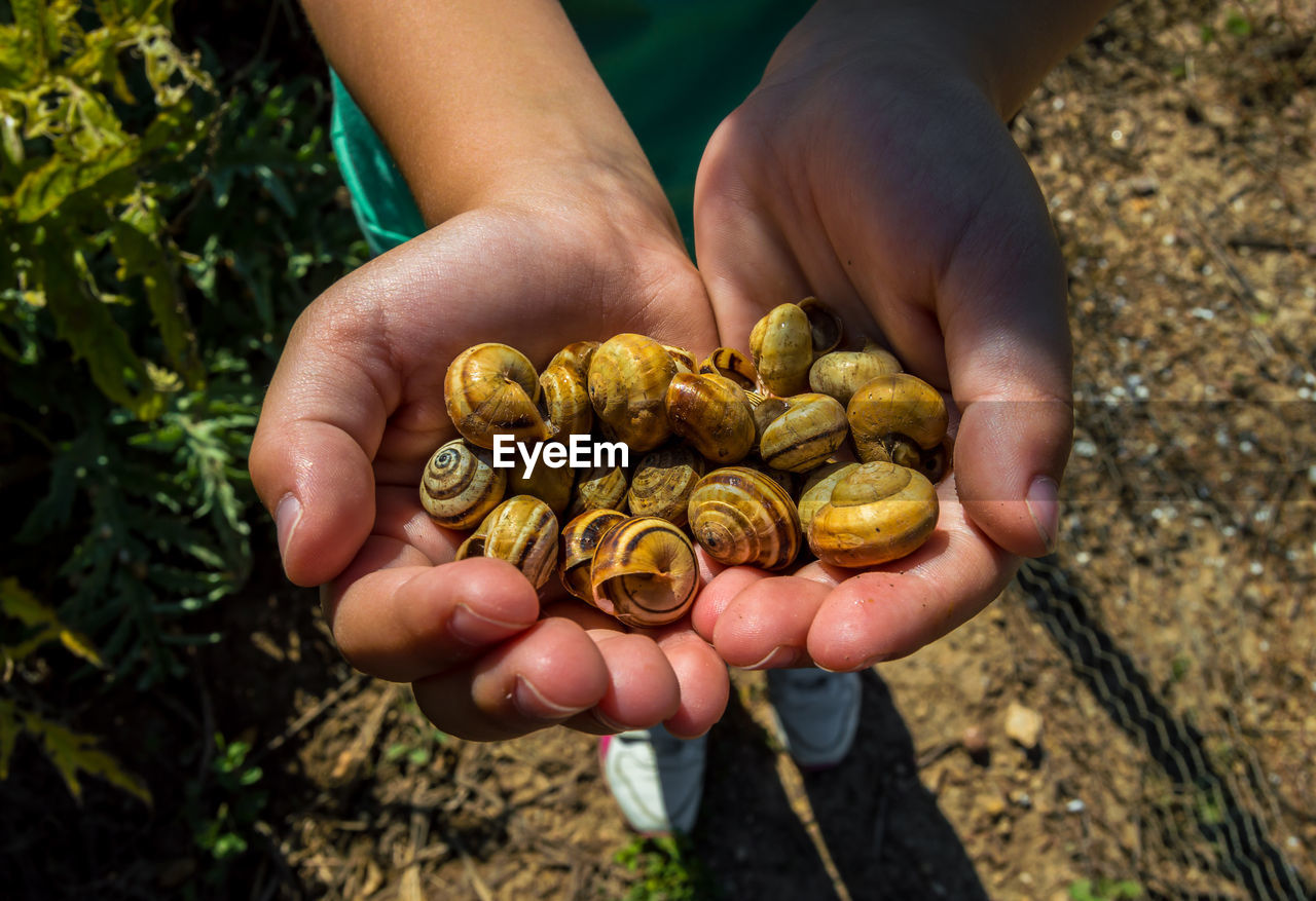 Cropped of man holding gastropods