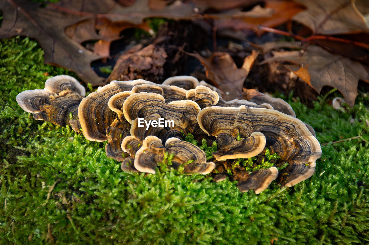 HIGH ANGLE VIEW OF MUSHROOMS ON FIELD