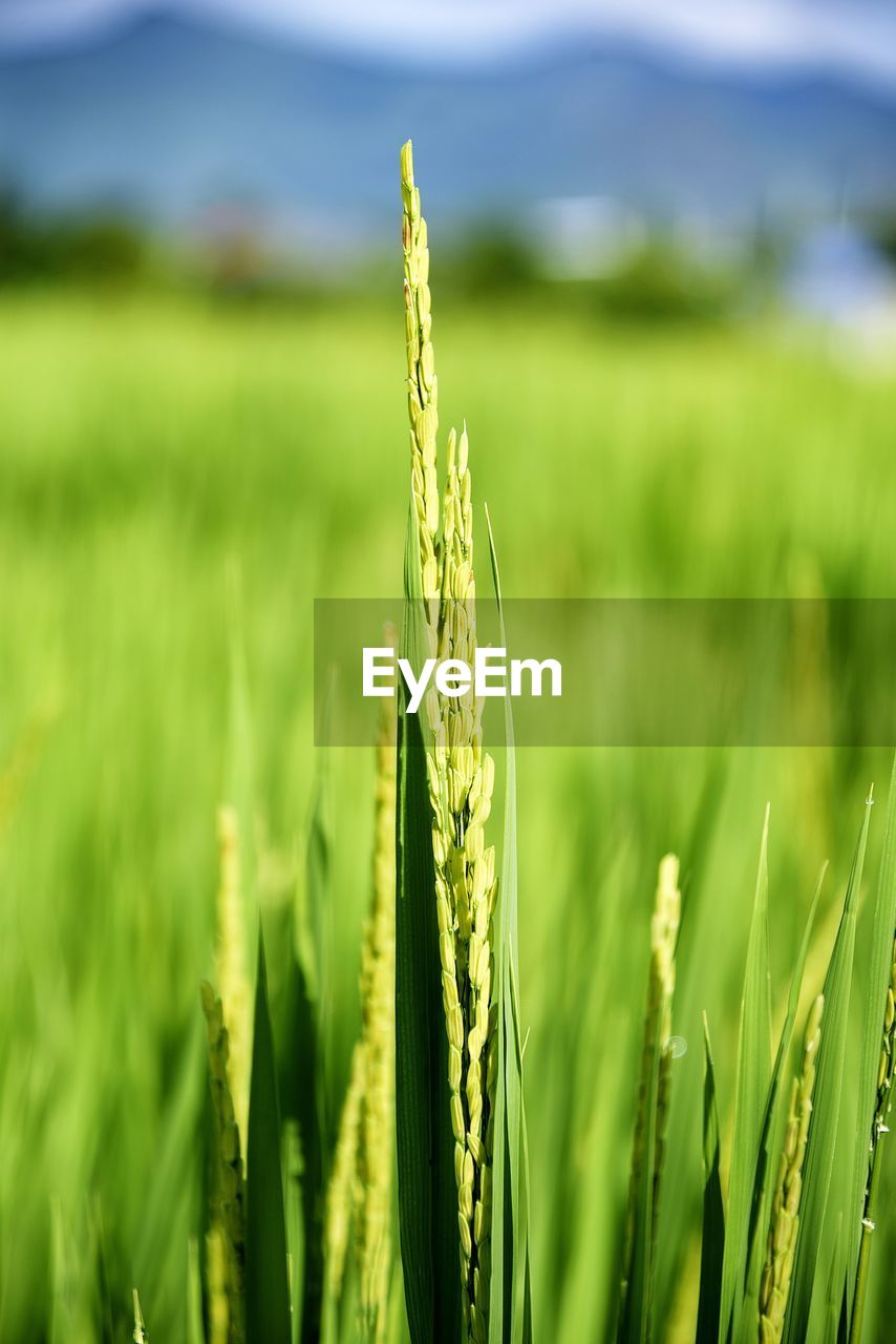CLOSE-UP OF WHEAT CROPS ON FIELD
