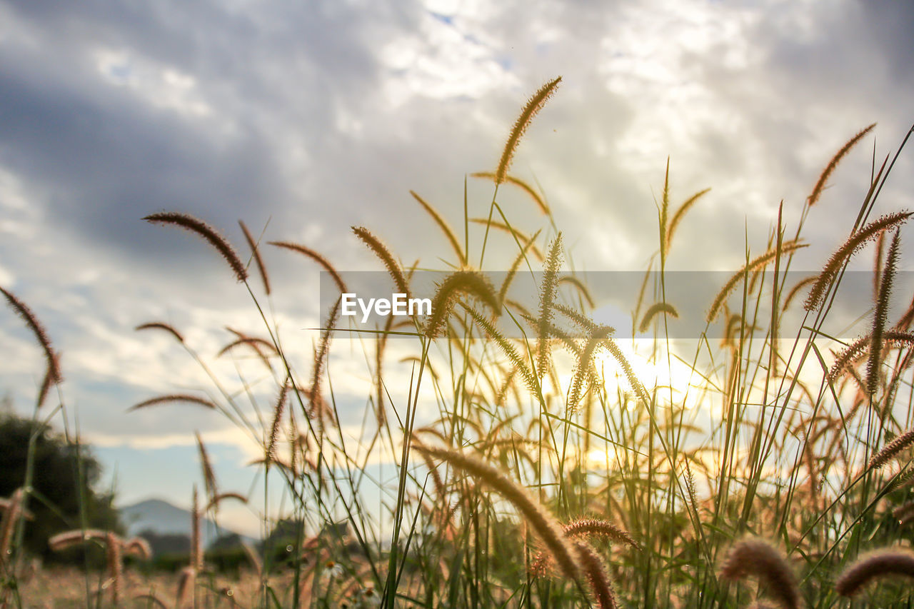 Close-up of stalks in field against cloudy sky