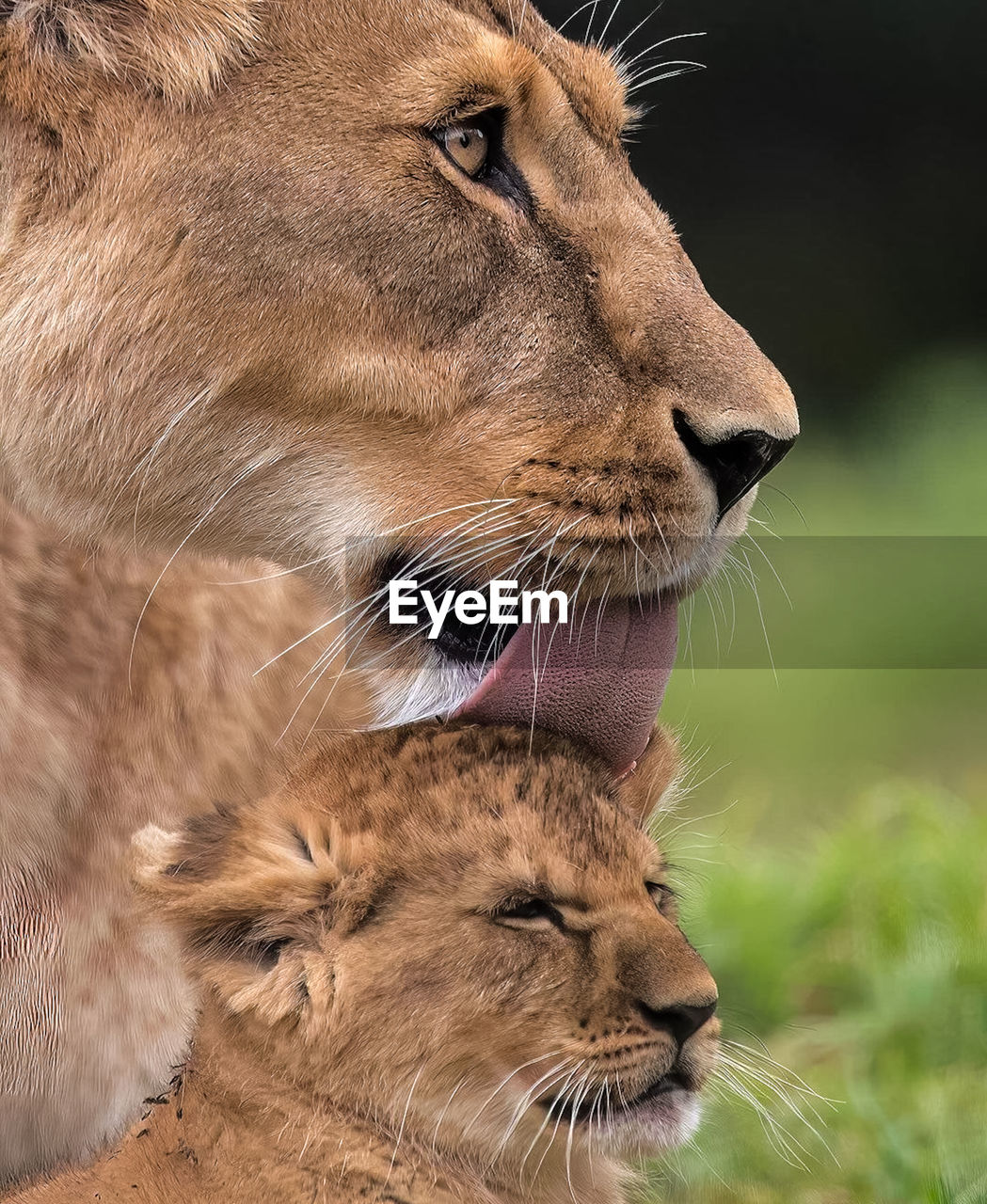 close-up of lion