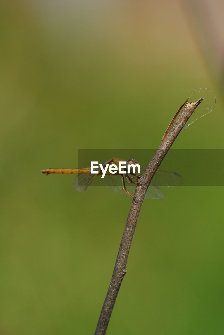 Close-up of insect on twig