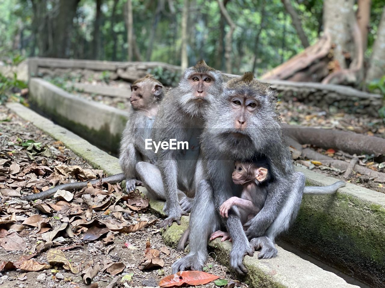 Monkeys looking away at forest