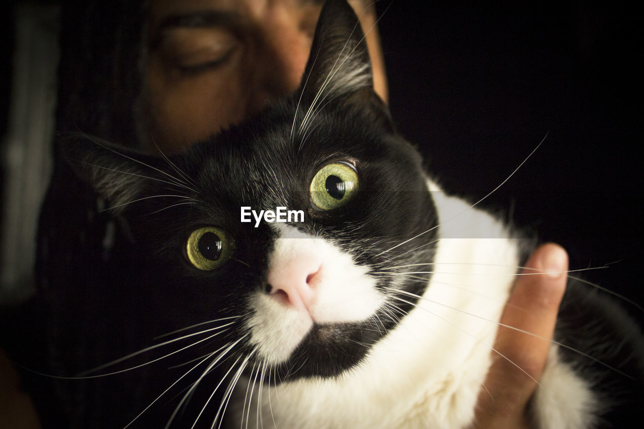 Portrait of black and white cat with pink nose. very calm situation