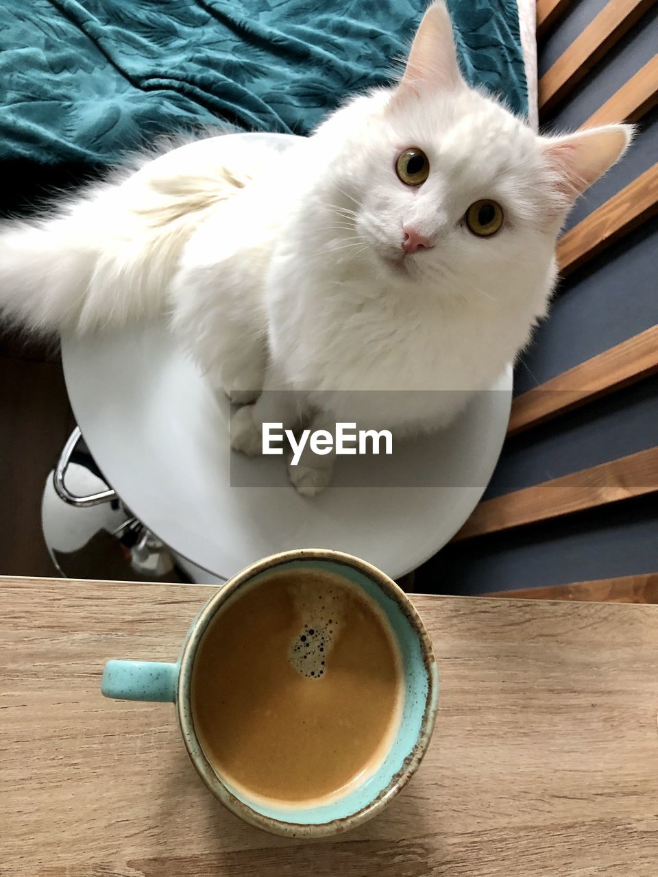 High angle view of cat in bowl on table