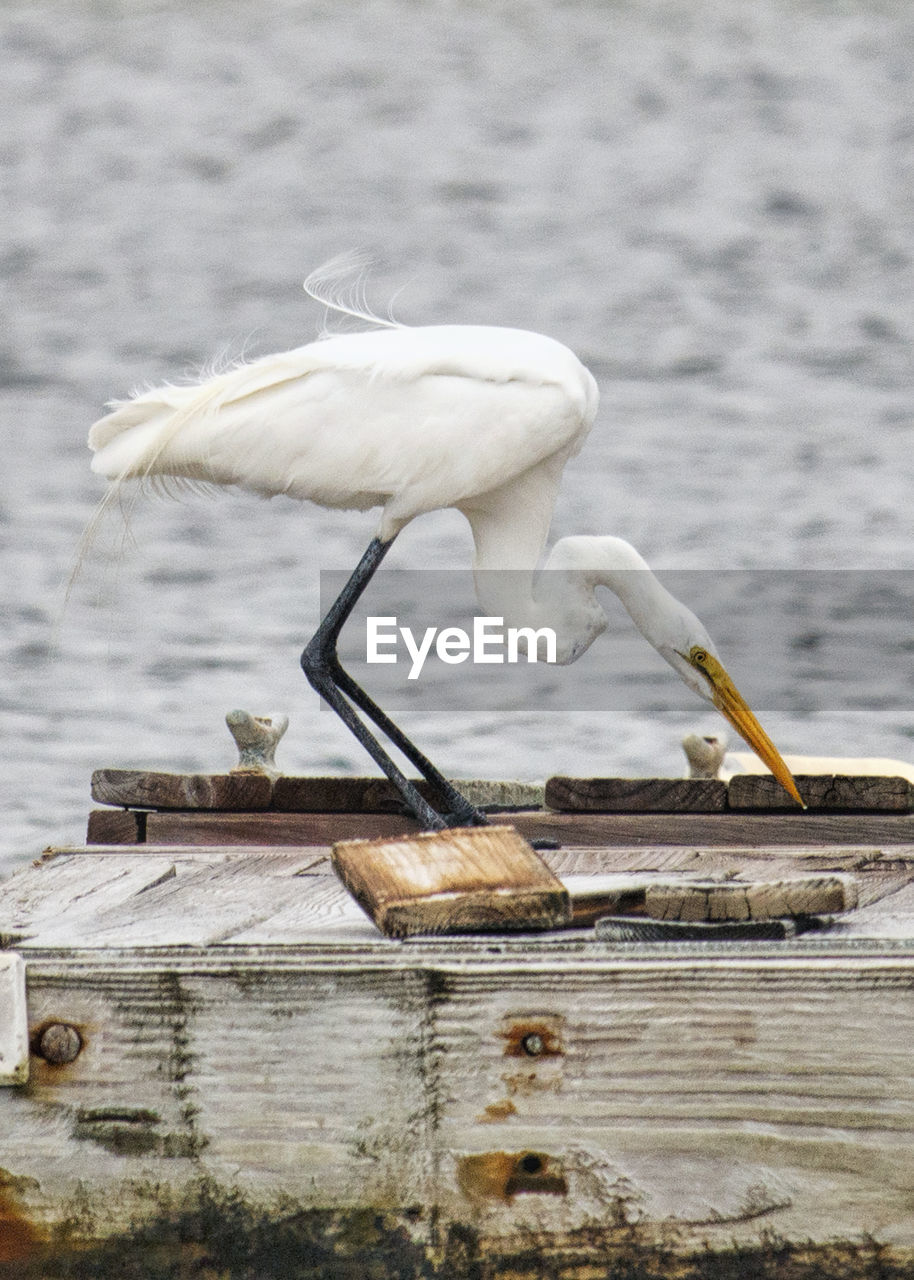 White egret  perching on wood against intracoastal water