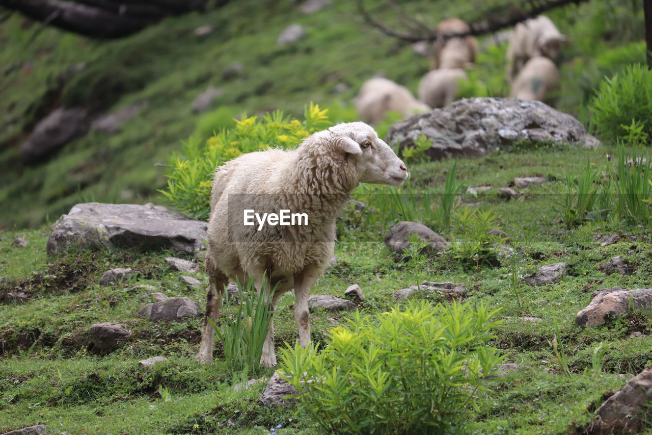 SHEEP STANDING ON FIELD