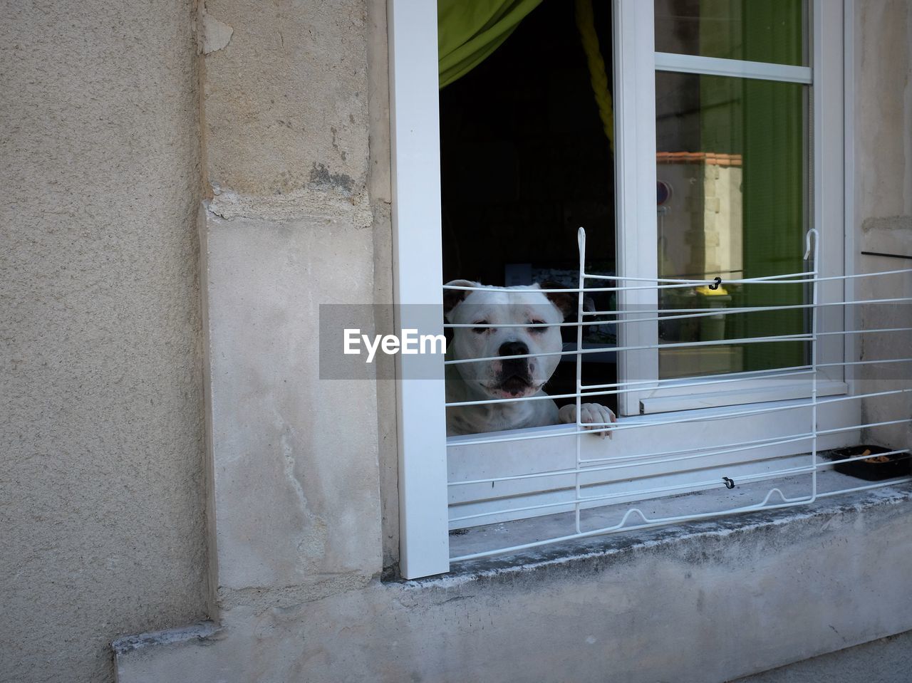 DOG STANDING ON WINDOW SILL