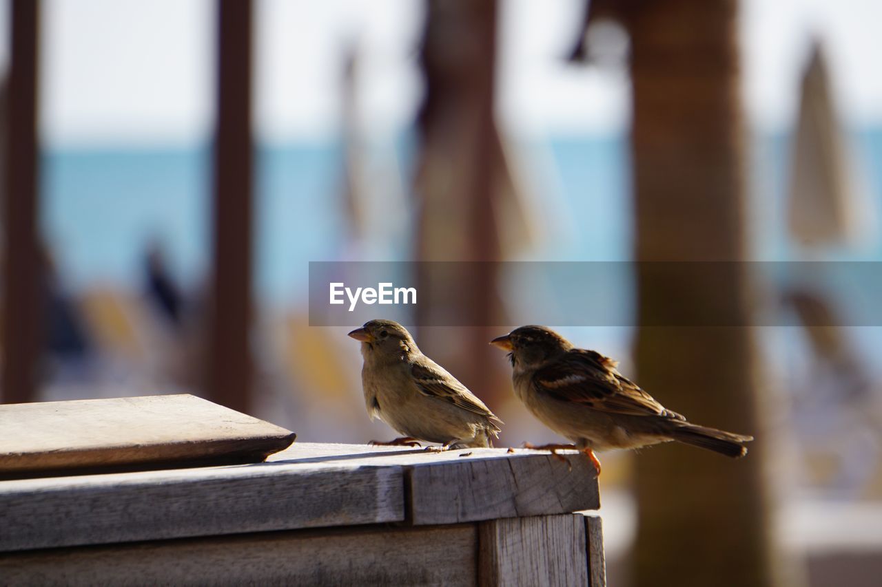 Close-up of bird perching on wooden post