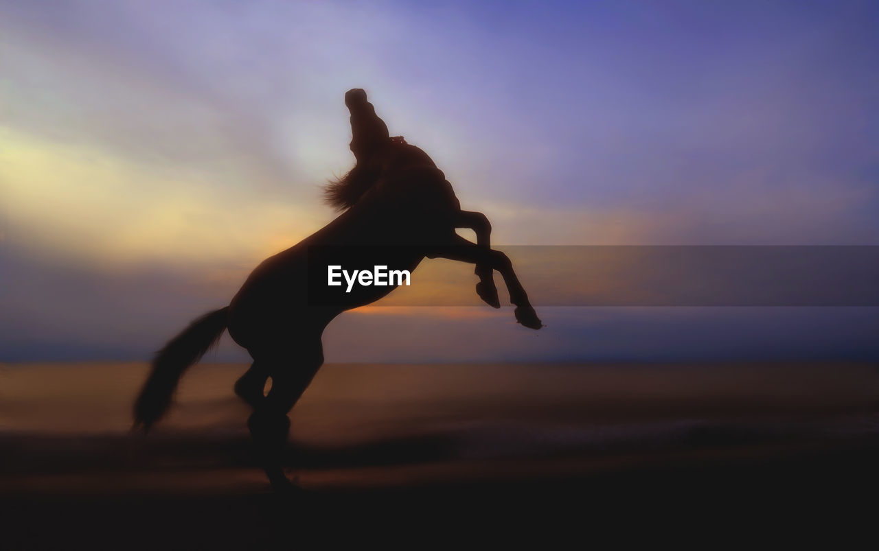 Silhouette horse rearing up at beach against dramatic sky during sunset