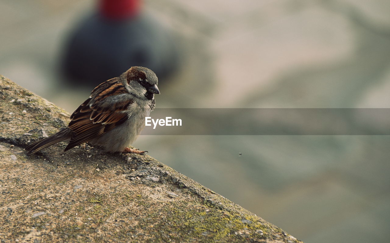 CLOSE-UP OF BIRD PERCHING ON STEM