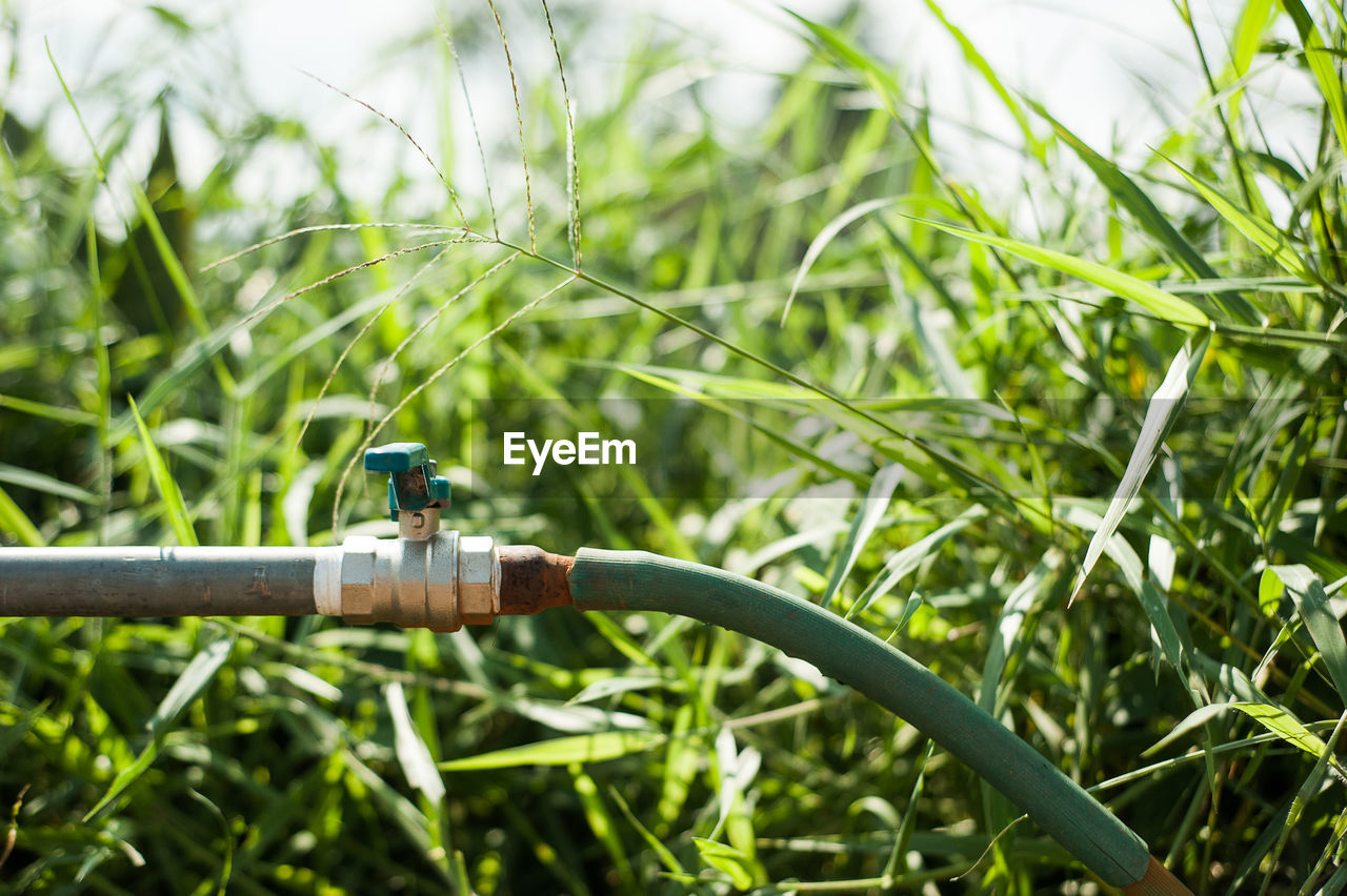 Close-up of water pipe against plants