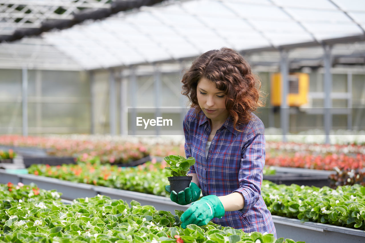 Young woman potting plants in greenhouse