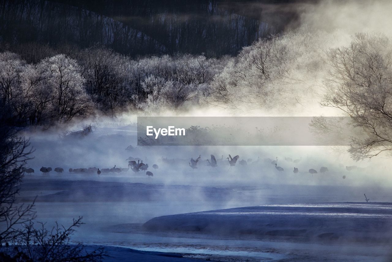 Group of cranes in water