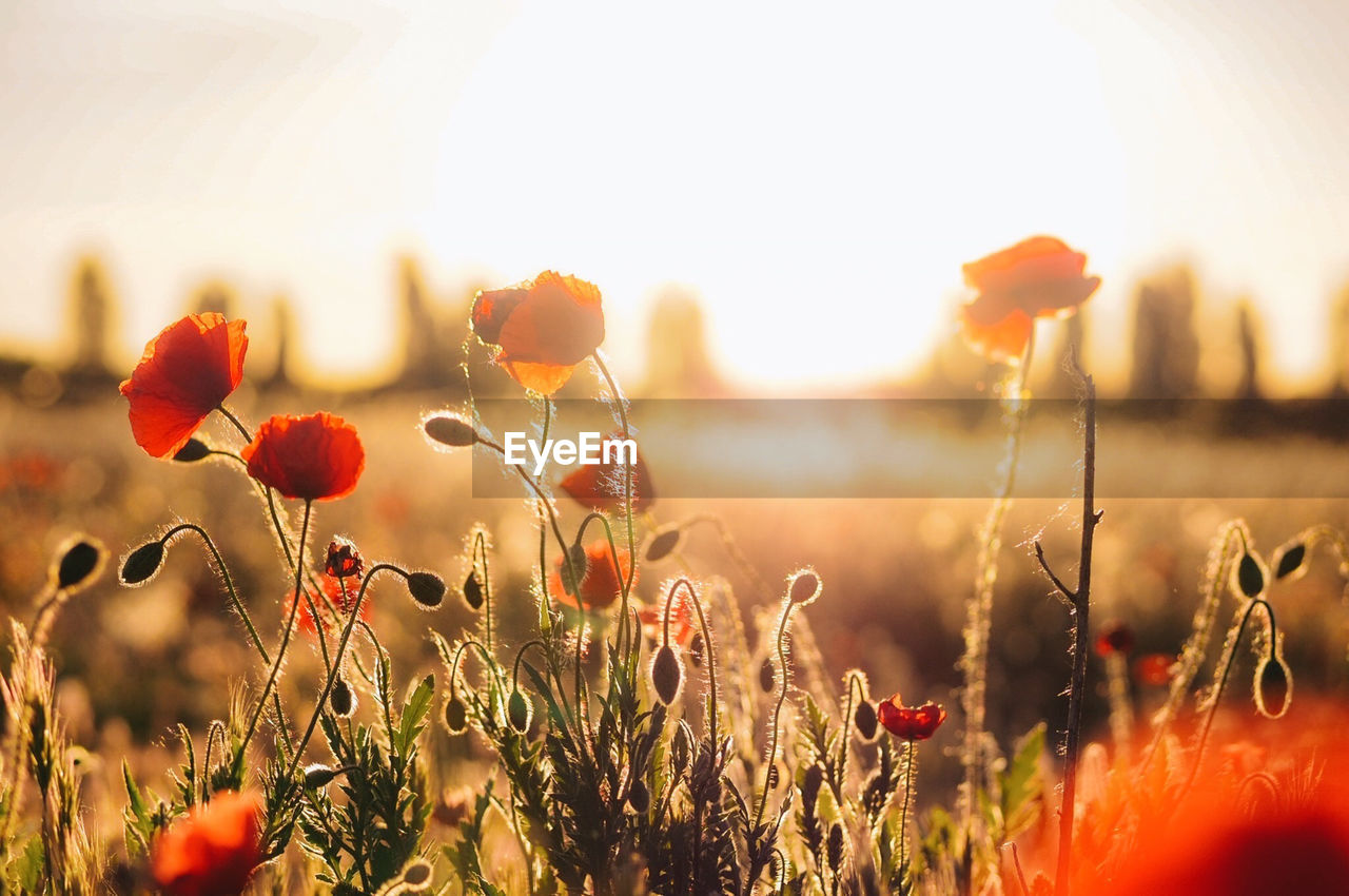 Close-up of red poppy flowers in field