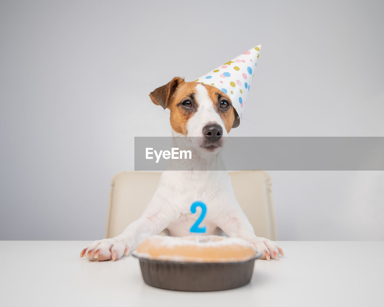 PORTRAIT OF A DOG IN A PLATE