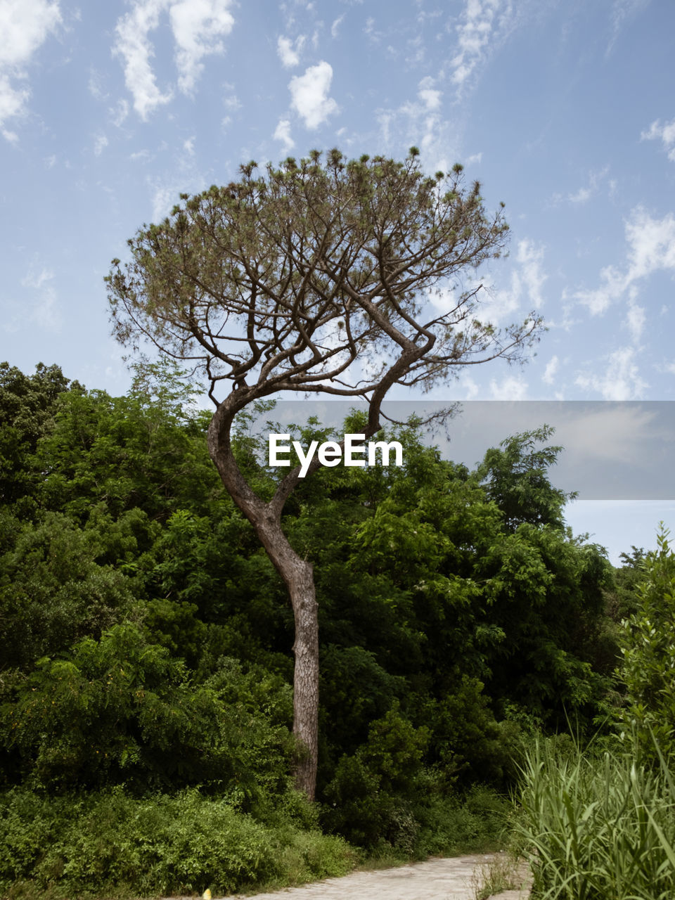 VIEW OF TREES ON FIELD AGAINST SKY