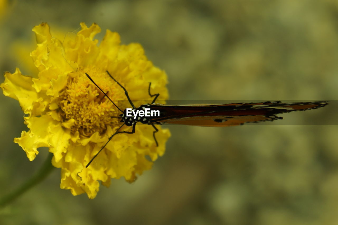 Close-up of butterfly on flower