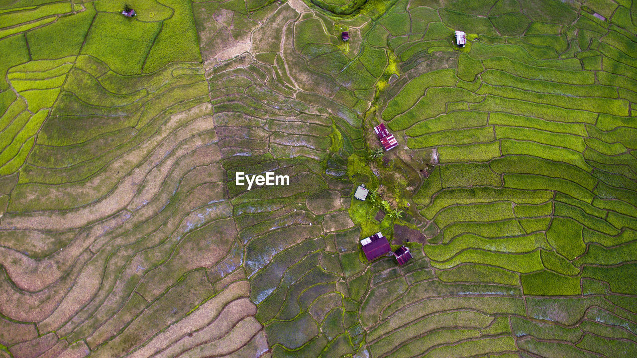 HIGH ANGLE VIEW OF RICE PADDY ON LANDSCAPE
