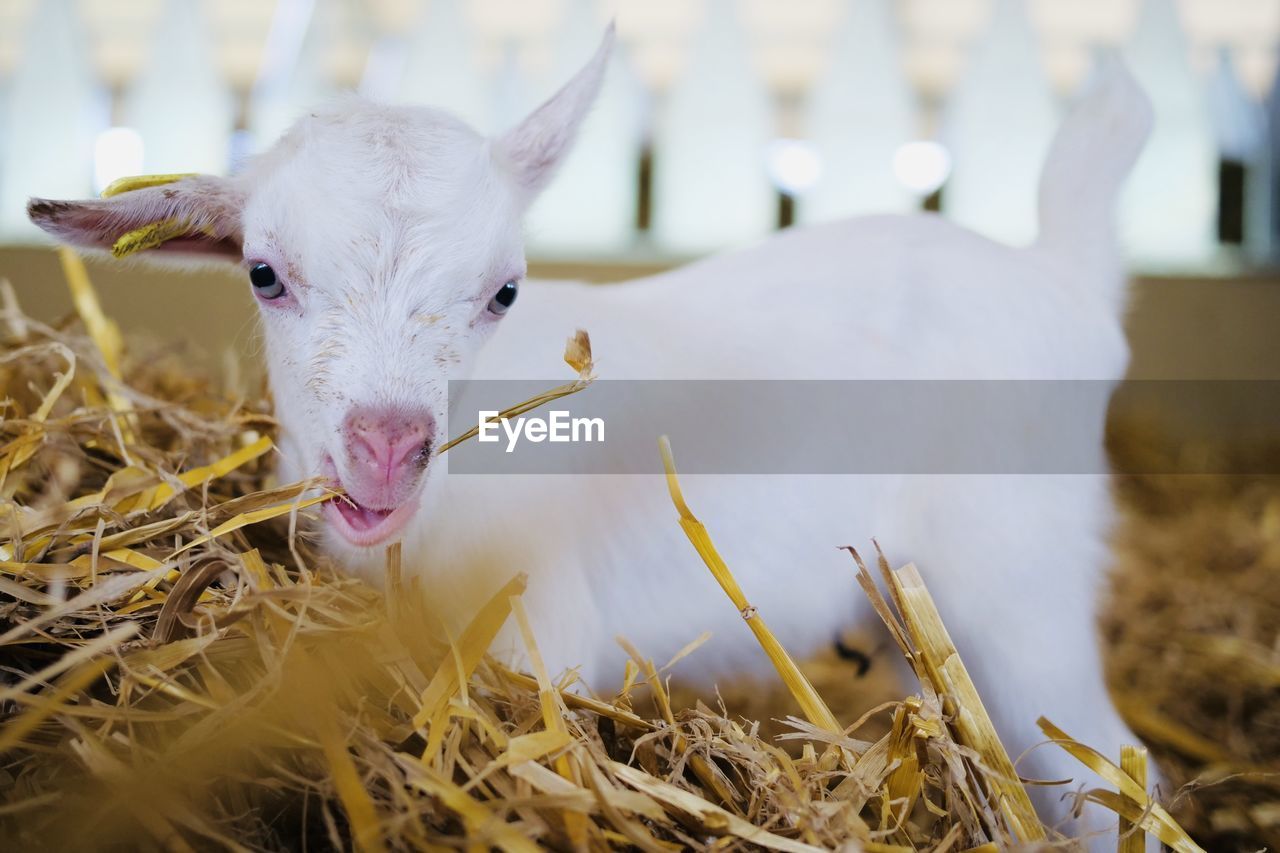 Close-up of a sheep