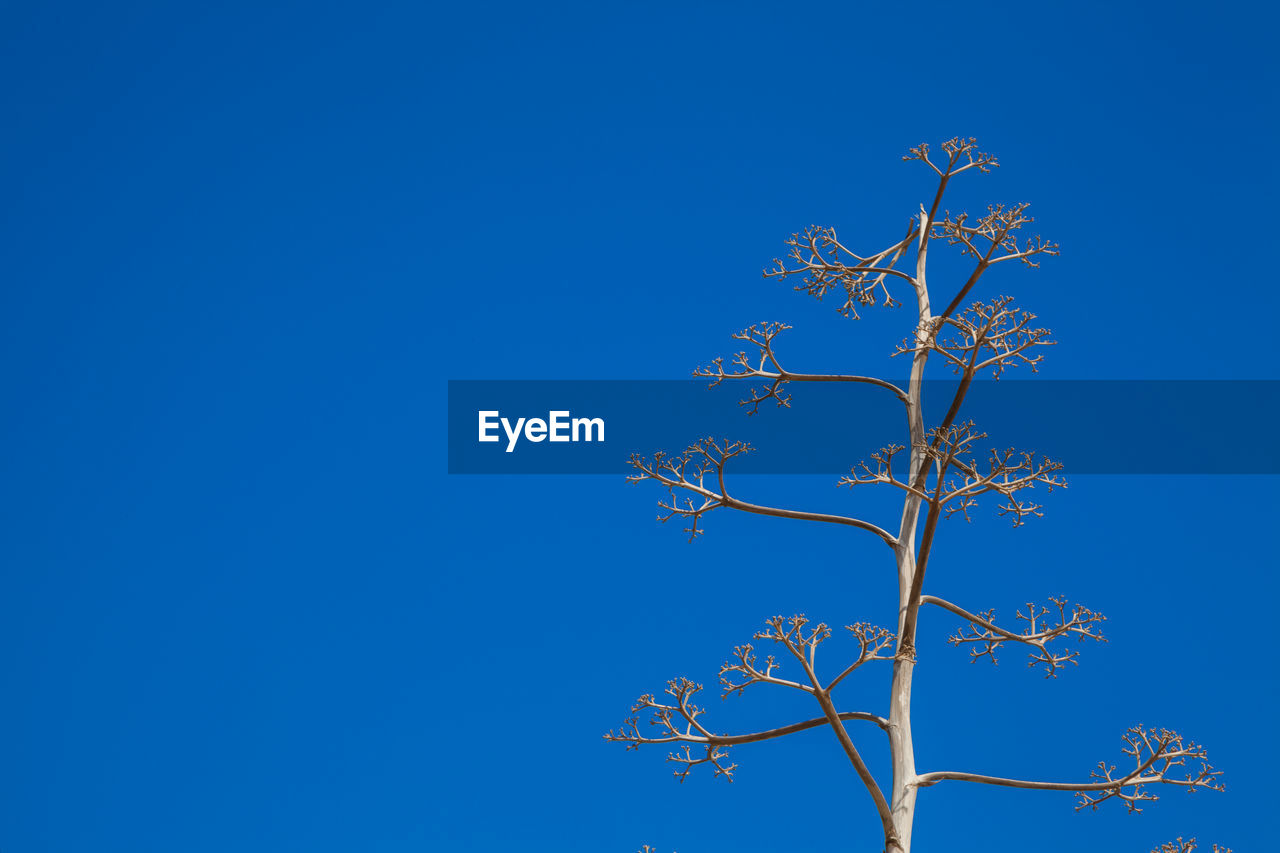 LOW ANGLE VIEW OF TREE AGAINST BLUE SKY