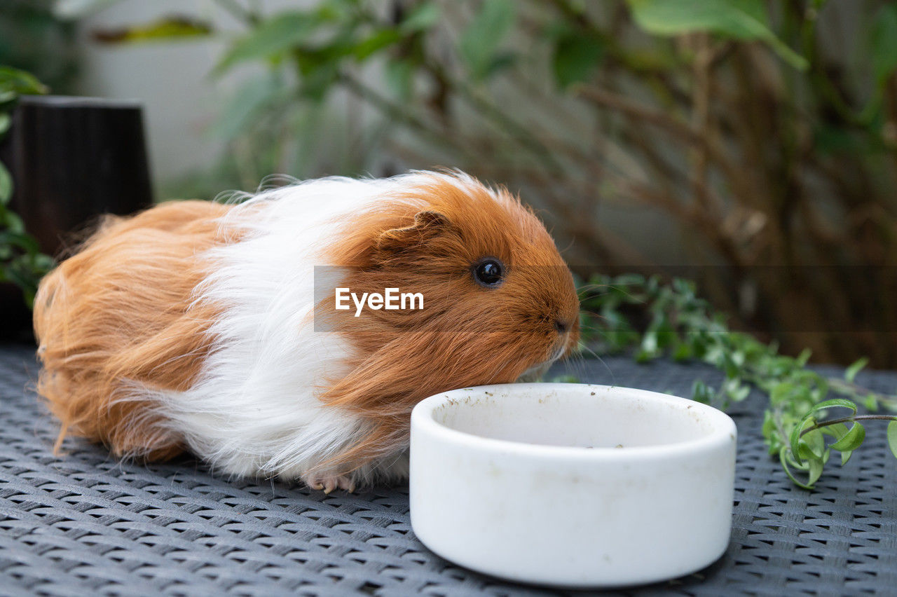 pet, guinea pig, mammal, one animal, animal themes, animal, domestic animals, rodent, cute, no people, lap dog, canine, dog, animal wildlife, animal hair, close-up, nature, food and drink, hamster, focus on foreground