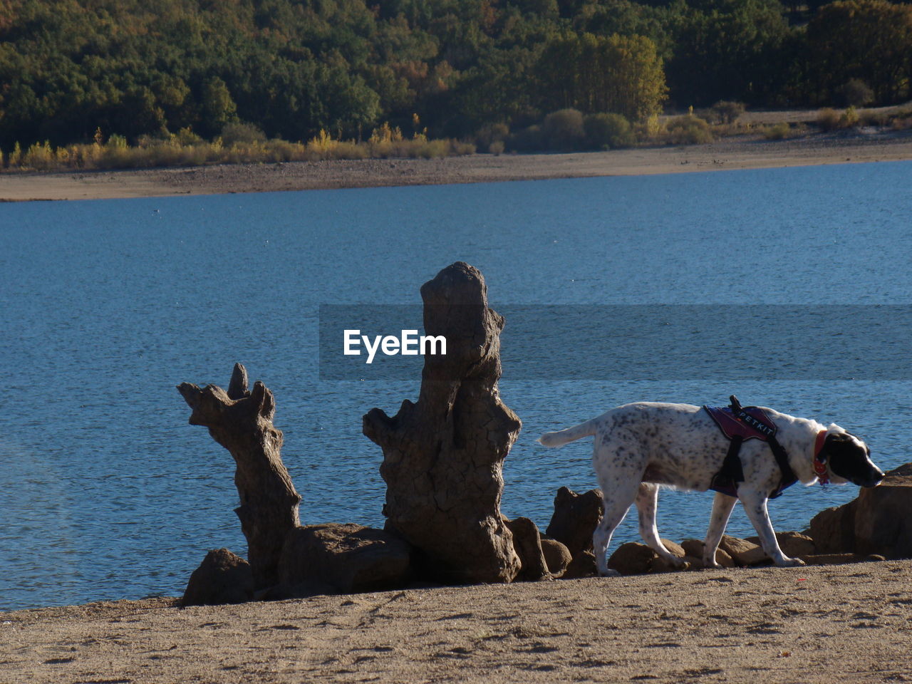 DOGS ON LAKE AGAINST TREES