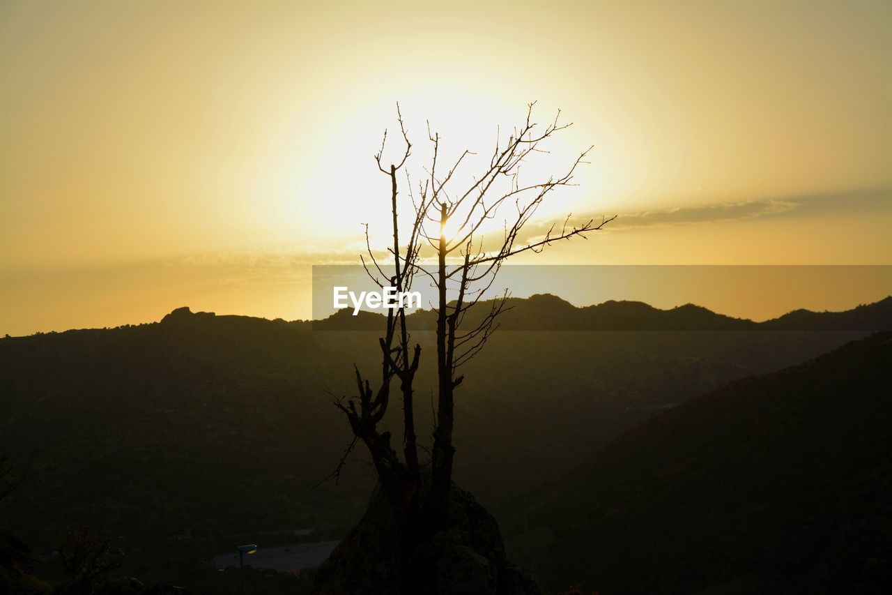 SILHOUETTE OF TREE AGAINST SKY DURING SUNSET