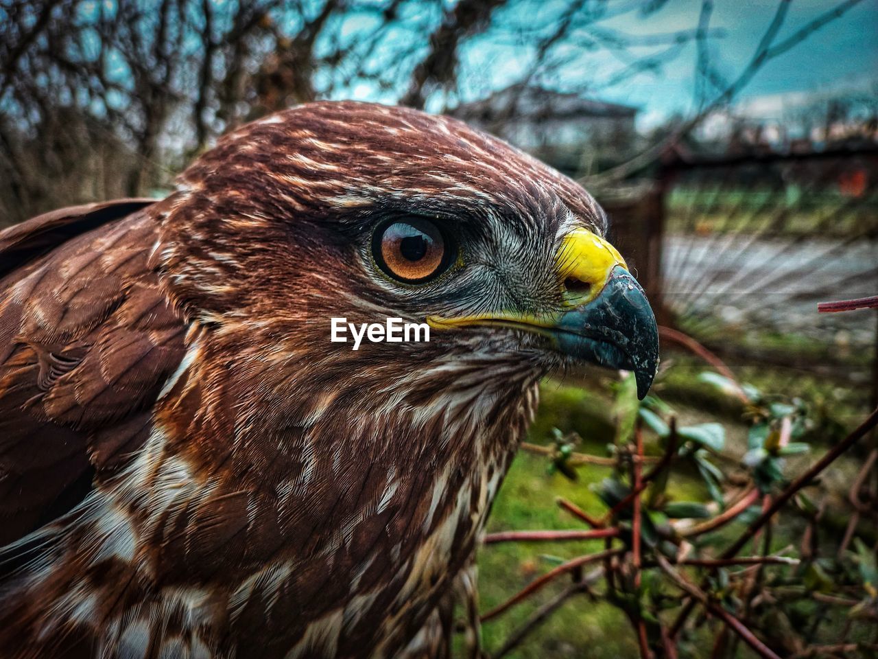 close-up portrait of eagle