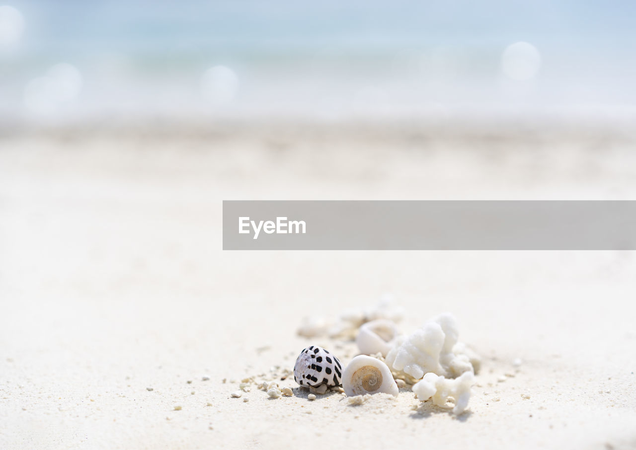 close-up of seashell at sandy beach