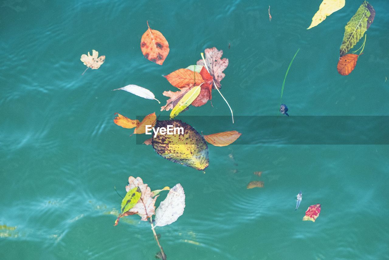 High angle view of leaves swimming in lake