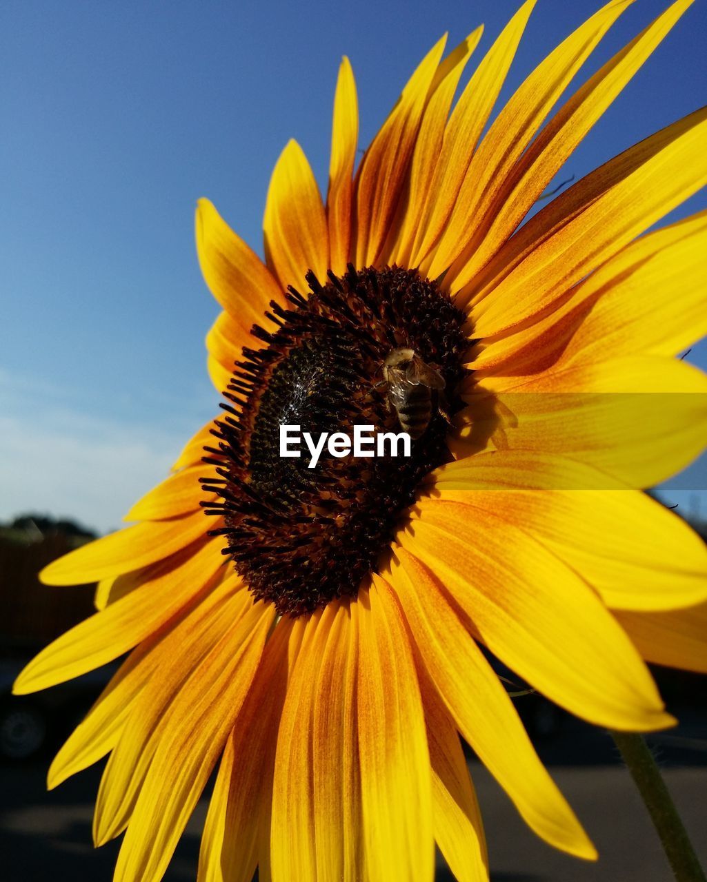 Close-up of insect pollinating on sunflower