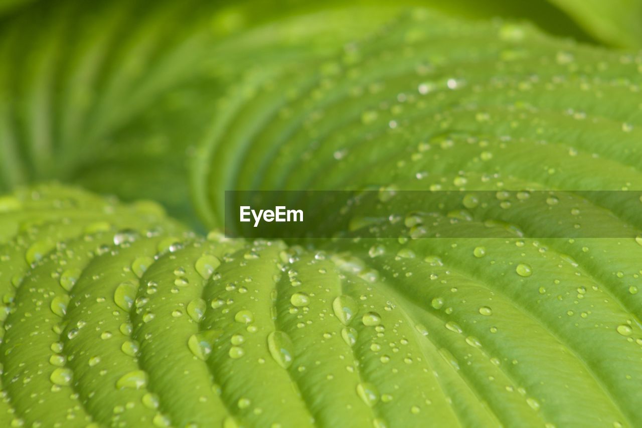 Macro shot of water drops on leaf