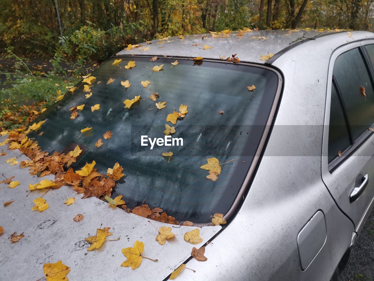 HIGH ANGLE VIEW OF LEAVES FALLING ON CAR