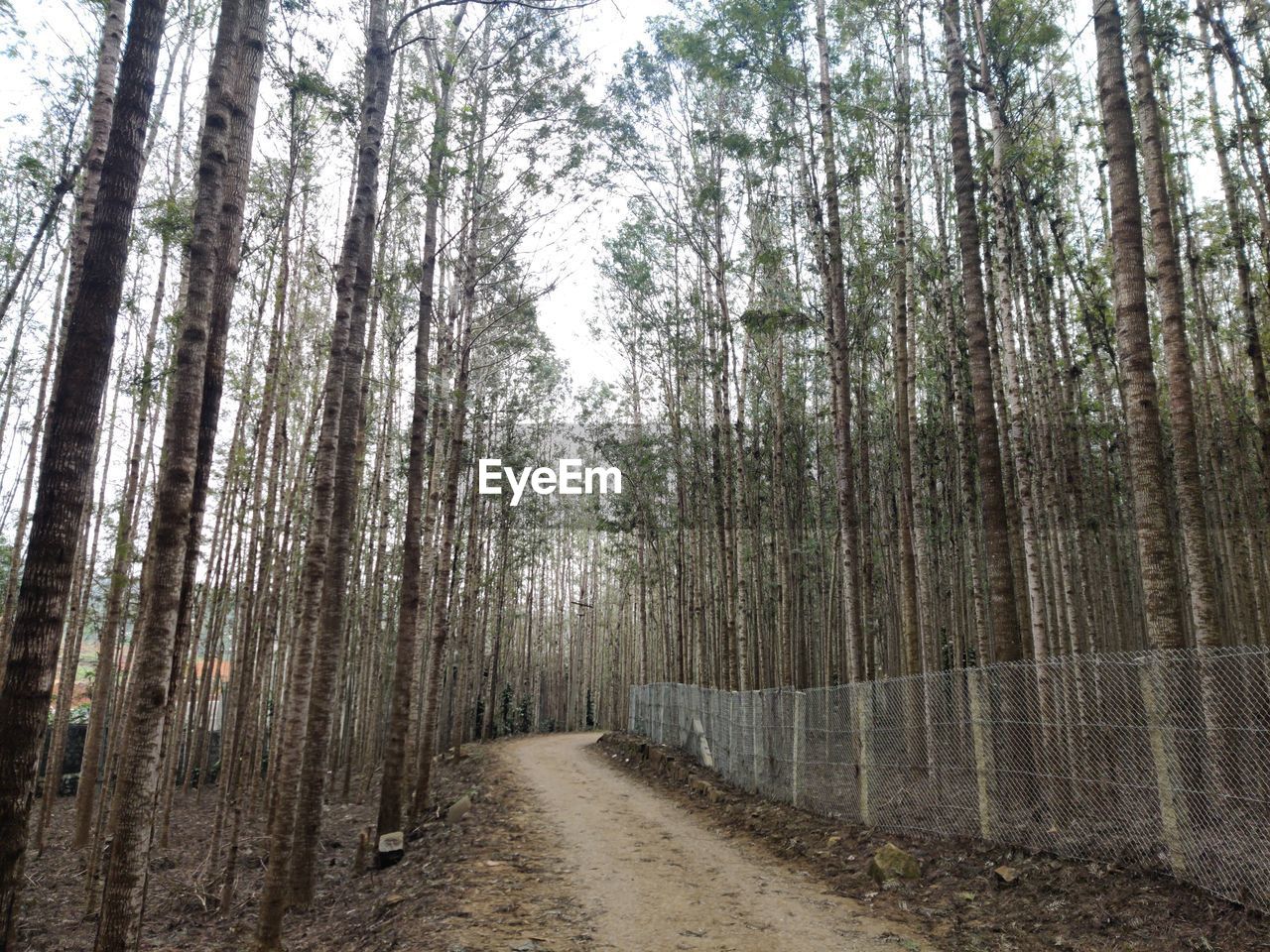 Footpath amidst trees in forest