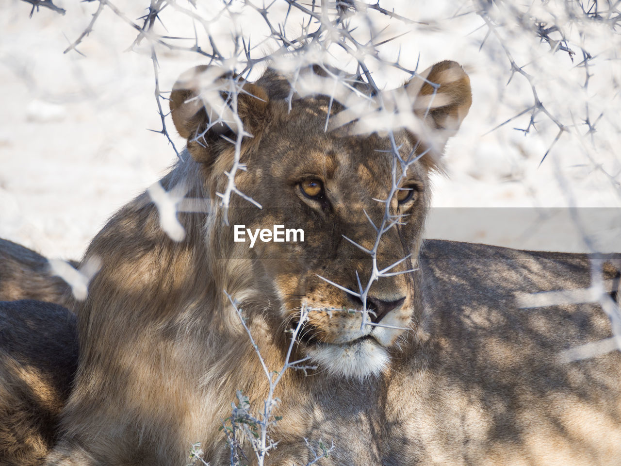 Portrait of female lion under thorny bush in etosha national park, namibia, africa