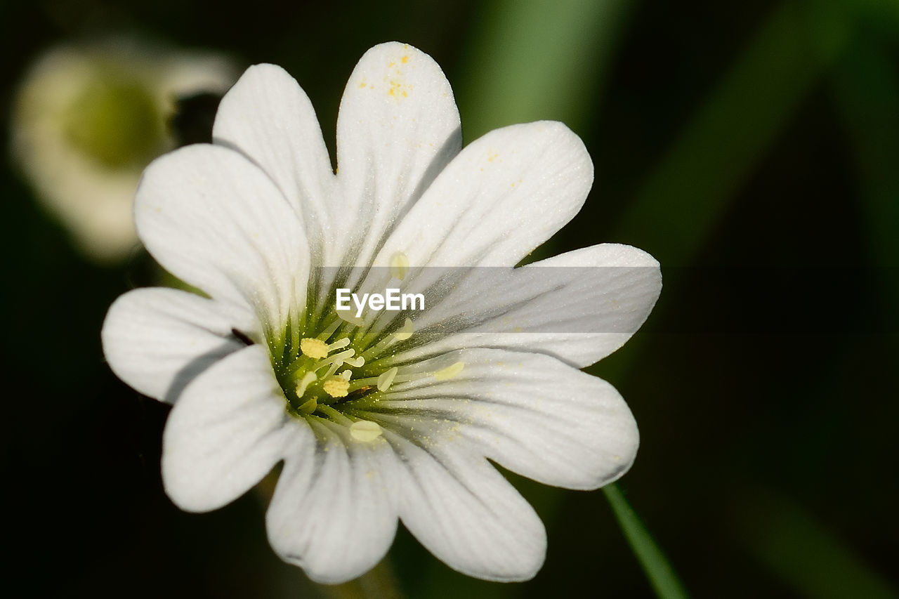 Close-up of white flower blooming outdoors