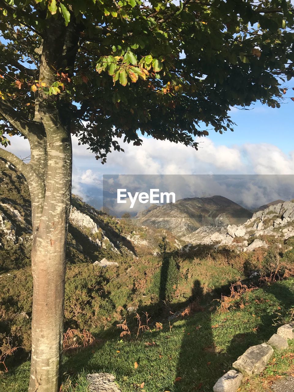 TREES ON LANDSCAPE AGAINST SKY