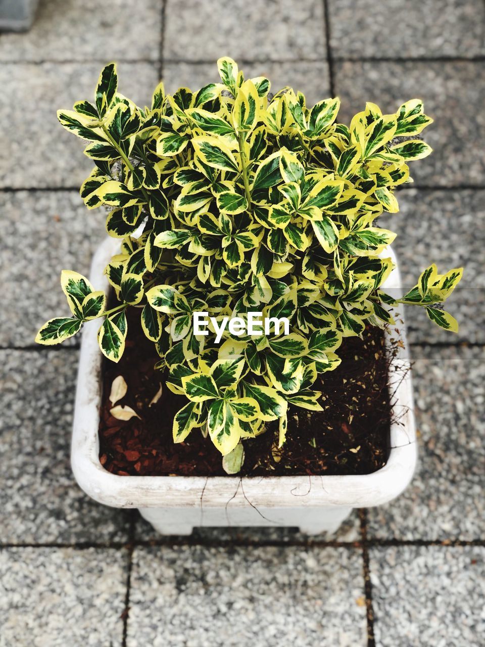 HIGH ANGLE VIEW OF POTTED PLANT AGAINST WHITE WALL