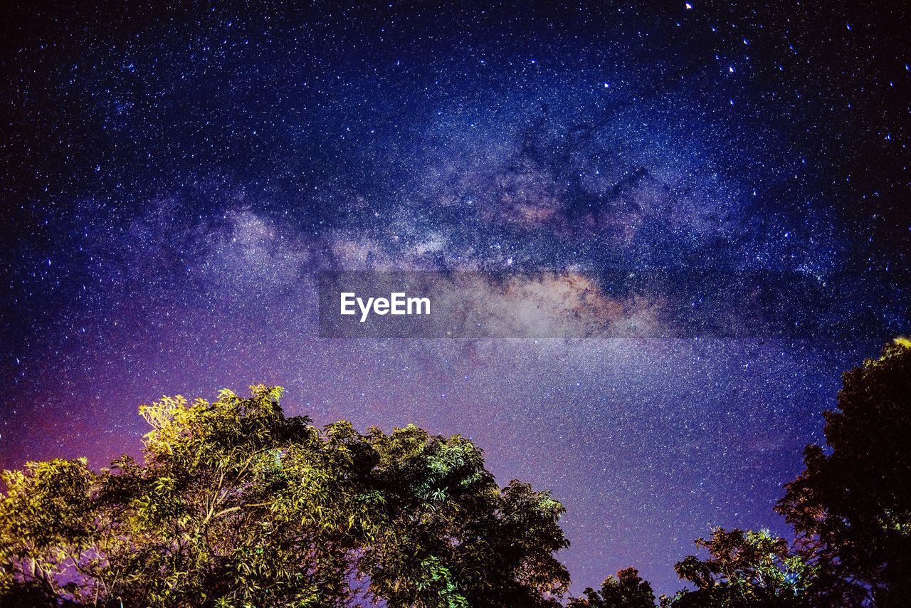 Low angle view of trees against star field