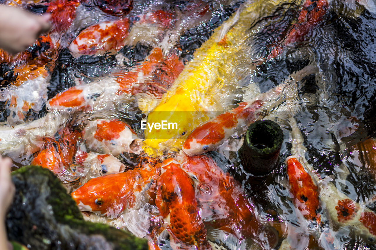 CLOSE-UP OF KOI CARPS